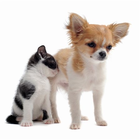 portrait of a cute purebred  puppy chihuahua and  kitten in front of white background Stock Photo - Budget Royalty-Free & Subscription, Code: 400-06067694