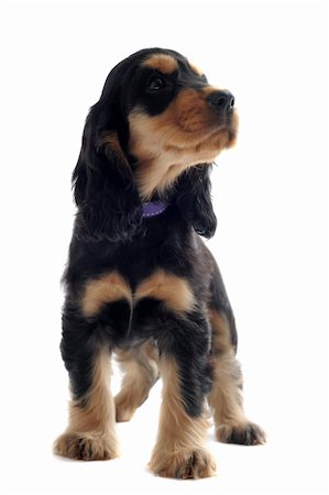 simsearch:400-07421530,k - portrait of a  purebred puppy english cocker in a studio Stock Photo - Budget Royalty-Free & Subscription, Code: 400-06067705