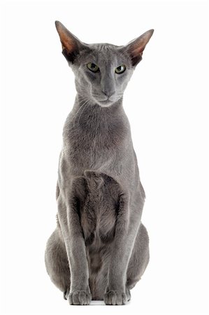 egyptian sphynx cat - portrait of a gray oriental cat in front of white background Stock Photo - Budget Royalty-Free & Subscription, Code: 400-06067711