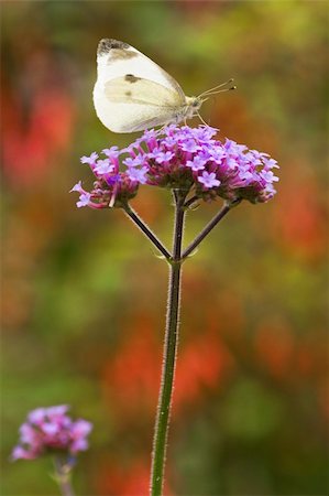 sedum - Butterfly Large white or Pieris brassicae on Verbena flowers in fall Stock Photo - Budget Royalty-Free & Subscription, Code: 400-06067894