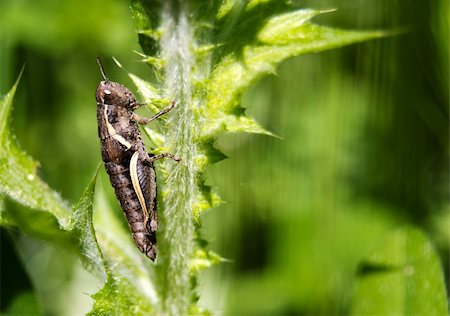 Grasshopper feeding on green leaf Stock Photo - Budget Royalty-Free & Subscription, Code: 400-06068041