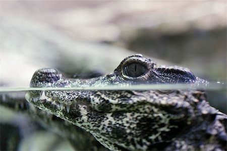 powerful eye in animal - baby alligator breathing with nose just an inch from the water Stock Photo - Budget Royalty-Free & Subscription, Code: 400-06068238