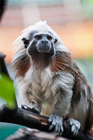 cotton-top tamarin is one of smallest apes of planet Stock Photo - Budget Royalty-Free & Subscription, Code: 400-06068233