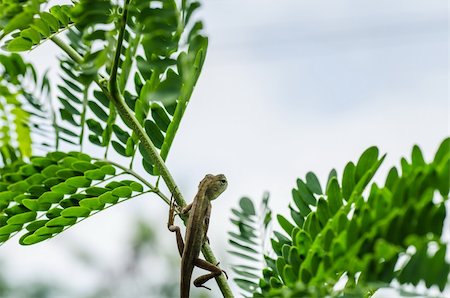 simsearch:400-05181065,k - Lizard on the tree in green nature or in park or in the garden Stock Photo - Budget Royalty-Free & Subscription, Code: 400-06068749