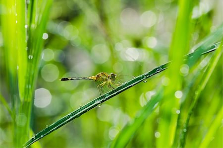 dragon fly - dragonfly dragonfly and sunligh in garden or in green nature Stock Photo - Budget Royalty-Free & Subscription, Code: 400-06068763
