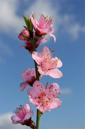 blossoming peach against the blue sky Stock Photo - Budget Royalty-Free & Subscription, Code: 400-06069083