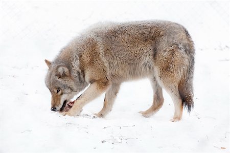 wolf eating meat on the snow Stock Photo - Budget Royalty-Free & Subscription, Code: 400-06069271
