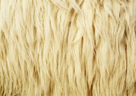 Texture of Wool or Sheepskin for Background Stock Photo - Budget Royalty-Free & Subscription, Code: 400-06069295