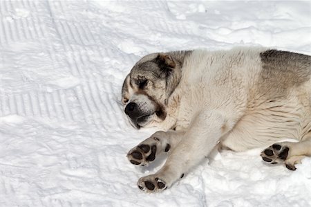 stray dog - Dog sleeping on snow. Close-up view. Stock Photo - Budget Royalty-Free & Subscription, Code: 400-06069601