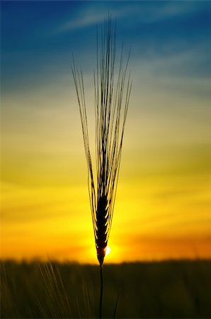 simsearch:400-05311898,k - golden sunset over harvest field Stock Photo - Budget Royalty-Free & Subscription, Code: 400-06069981