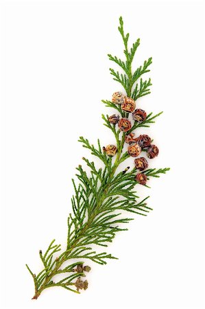 Cedar leaf branch with pine cones over white background. Stock Photo - Budget Royalty-Free & Subscription, Code: 400-06061927