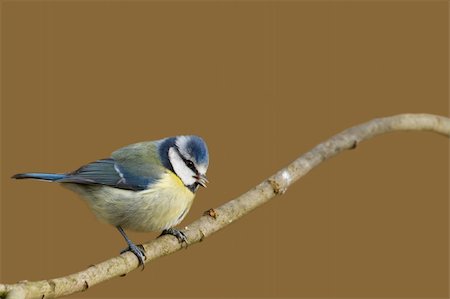 simsearch:400-04604339,k - Blue Tit (Parus caeruleus) perched  on a branch Stock Photo - Budget Royalty-Free & Subscription, Code: 400-06062034