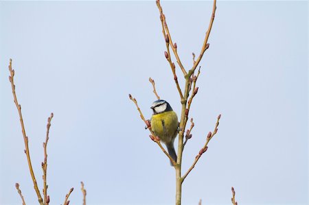 simsearch:400-04604339,k - Blue Tit (Parus caeruleus) perched in a tree Stock Photo - Budget Royalty-Free & Subscription, Code: 400-06062031