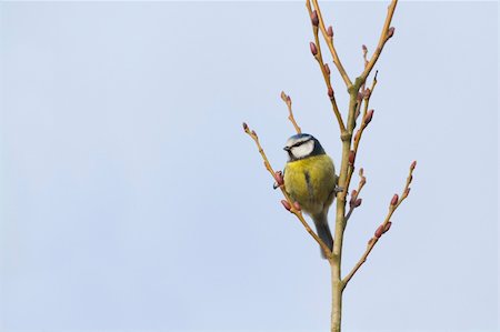 simsearch:400-04604339,k - Blue Tit (Parus caeruleus) perched in a tree Stock Photo - Budget Royalty-Free & Subscription, Code: 400-06062032