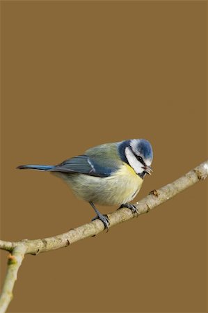 simsearch:400-04604339,k - Blue Tit (Parus caeruleus) perched  on a branch Stock Photo - Budget Royalty-Free & Subscription, Code: 400-06062033