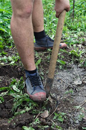 simsearch:400-05297250,k - Legs of a man loosing the soil with a pitchfork Stock Photo - Budget Royalty-Free & Subscription, Code: 400-06062288