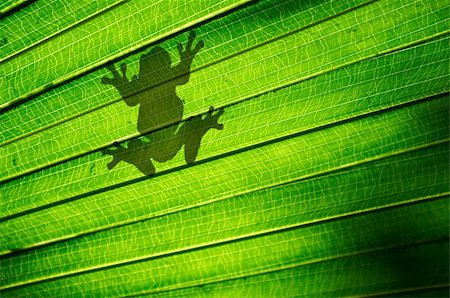 Shadow outline of a frog sitting on a green palm leaf Stock Photo - Budget Royalty-Free & Subscription, Code: 400-06062478