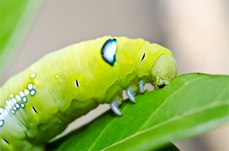 worm eat leaf in green nature or in the garden Stock Photo - Budget Royalty-Free & Subscription, Code: 400-06062779