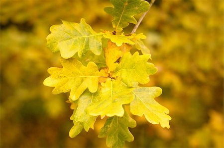 Gold autumn colors of oak leaves Stock Photo - Budget Royalty-Free & Subscription, Code: 400-06063505