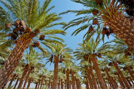 Plantation of Date Palms in the Jordan Valley, Israel Stock Photo - Budget Royalty-Free & Subscription, Code: 400-06074251