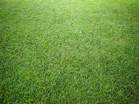 Perspective of grass on ground in garden Stock Photo - Budget Royalty-Free & Subscription, Code: 400-06074305