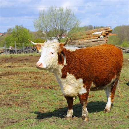 simsearch:400-05151981,k - Farm cow stands on field Foto de stock - Super Valor sin royalties y Suscripción, Código: 400-06074594