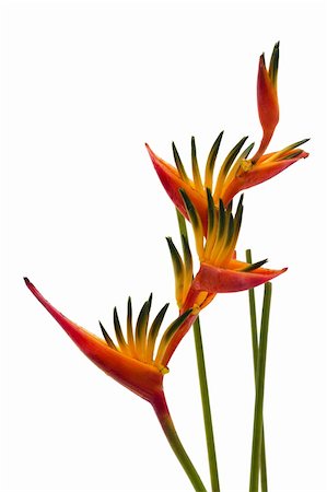 A Bird of Paradise flower, isolated on white background Stock Photo - Budget Royalty-Free & Subscription, Code: 400-06074669