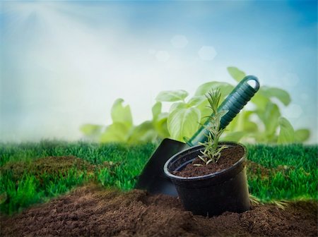 seed growing in soil - Garden concept: rosemary plant in a soil with blue sky background Stock Photo - Budget Royalty-Free & Subscription, Code: 400-06075825