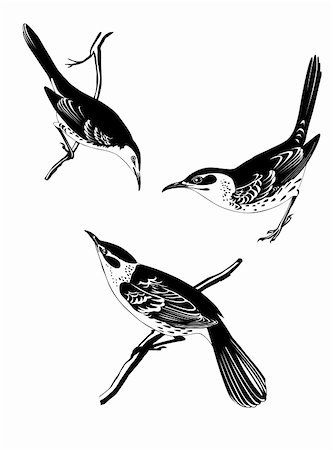 sparrow tattoo designs - thrush silhouette on white background, vector illustration Stock Photo - Budget Royalty-Free & Subscription, Code: 400-06075983