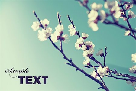 Cherry blossom in retro style Stock Photo - Budget Royalty-Free & Subscription, Code: 400-06076835