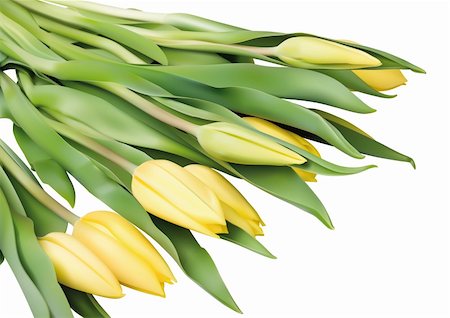 Vector llustration of yellow tulip flowers in a white background Stock Photo - Budget Royalty-Free & Subscription, Code: 400-06076883