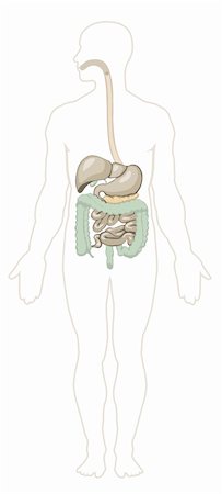 Vector illustration of human digestive system. Separate layers Stock Photo - Budget Royalty-Free & Subscription, Code: 400-06077483