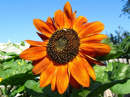 simsearch:400-04996406,k - fragment of the beautiful sunflower on the blue sky background Stock Photo - Budget Royalty-Free & Subscription, Code: 400-06077674