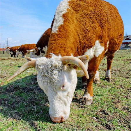 simsearch:400-05669603,k - Brown white cows on a farmland Photographie de stock - Aubaine LD & Abonnement, Code: 400-06078010