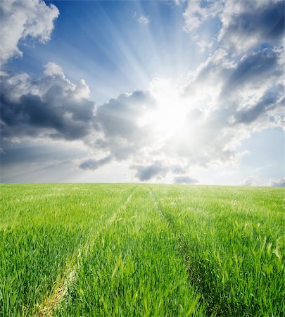 steppe - road in green barley under sun Stock Photo - Budget Royalty-Free & Subscription, Code: 400-06078244