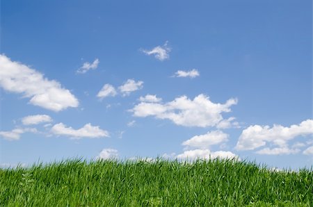 green grass under cloudy sky Stock Photo - Budget Royalty-Free & Subscription, Code: 400-06078255