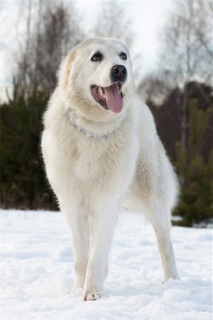 simsearch:400-05200802,k - Central asian shepherd dog breed is on the snow, tongue hanging out Stock Photo - Budget Royalty-Free & Subscription, Code: 400-06078531