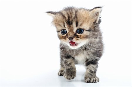group of small 3 weeks old kitten walking towards Stock Photo - Budget Royalty-Free & Subscription, Code: 400-06078832