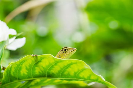 simsearch:400-05181065,k - Lizard in green nature or in park or in the garden Stock Photo - Budget Royalty-Free & Subscription, Code: 400-06079143