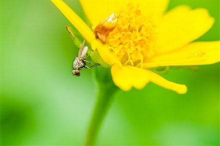 simsearch:400-05899970,k - fly macro Little yellow star flower in green nature Stock Photo - Budget Royalty-Free & Subscription, Code: 400-06079167