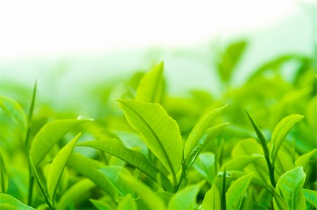 simsearch:400-05905687,k - Close up fresh tea leaves in morning sunlight. Stock Photo - Budget Royalty-Free & Subscription, Code: 400-06079295