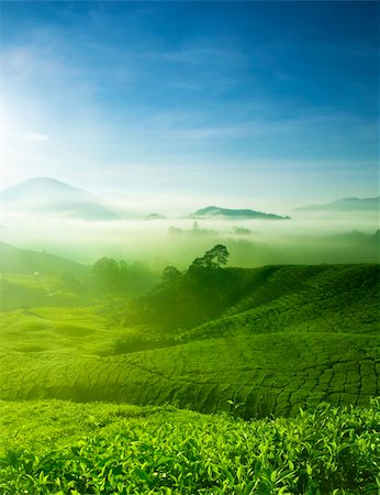 simsearch:400-05905687,k - Tea Farm landscape in Cameron Highland, Malaysia. Stock Photo - Budget Royalty-Free & Subscription, Code: 400-06079296