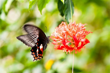 Tropical black and red butterfly on a flower coming Stock Photo - Budget Royalty-Free & Subscription, Code: 400-06079412