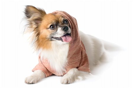 simsearch:400-08402912,k - Papillon dog breed in the hood, on white background Stock Photo - Budget Royalty-Free & Subscription, Code: 400-06070422