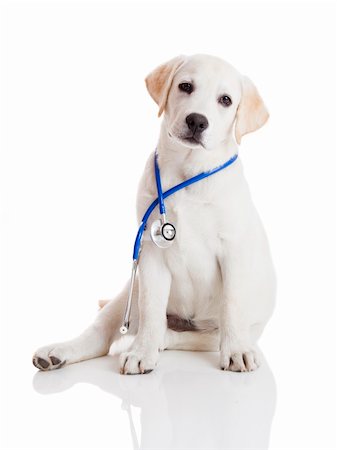simsearch:400-04181579,k - Beautiful labrador retriever with a stethoscope on his neck, isolated on white Stock Photo - Budget Royalty-Free & Subscription, Code: 400-06070482