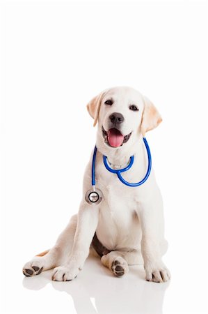 simsearch:400-04181579,k - Beautiful labrador retriever with a stethoscope on his neck, isolated on white Stock Photo - Budget Royalty-Free & Subscription, Code: 400-06070483