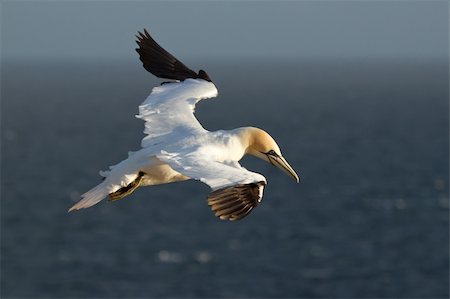 A gannet is flying above the sea Stock Photo - Budget Royalty-Free & Subscription, Code: 400-06071386