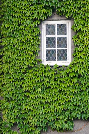 Wall of a house with window covered with ivy Stock Photo - Budget Royalty-Free & Subscription, Code: 400-06071587