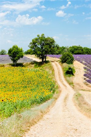 simsearch:400-05724401,k - sunflower and lavender fields, Plateau de Valensole, Provence, France Stock Photo - Budget Royalty-Free & Subscription, Code: 400-06071854