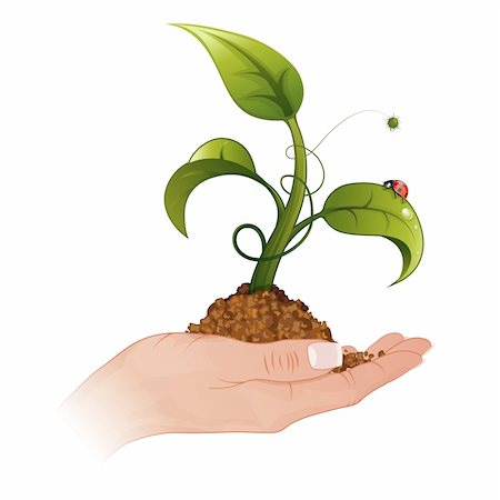 simsearch:400-06073227,k - Woman Hand with the Young Green Sprout from the Ground with Water Drops and Ladybug, vector illustration Stock Photo - Budget Royalty-Free & Subscription, Code: 400-06073217